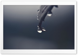 Drops on Leaf Ultra HD Wallpaper for 4K UHD Widescreen desktop, tablet & smartphone