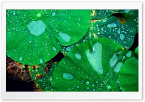 Drops On Leaves 33 Ultra HD Wallpaper for 4K UHD Widescreen desktop, tablet & smartphone