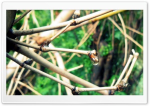 Dry Bamboo With Rain Drops Ultra HD Wallpaper for 4K UHD Widescreen desktop, tablet & smartphone