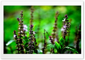 Dry Flowers Ultra HD Wallpaper for 4K UHD Widescreen desktop, tablet & smartphone
