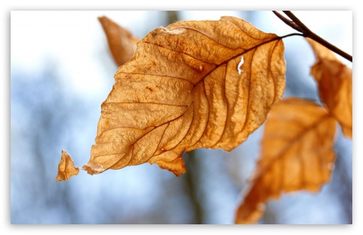 Dry Leaves, Autumn Ultra HD Desktop Background Wallpaper for 4K UHD TV :  Tablet : Smartphone