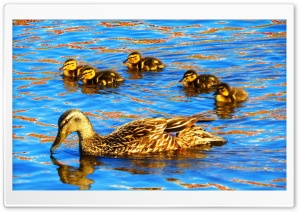 Duck and Ducklings Ultra HD Wallpaper for 4K UHD Widescreen desktop, tablet & smartphone
