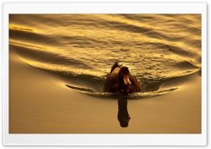 Duck Swimming In Water Ultra HD Wallpaper for 4K UHD Widescreen desktop, tablet & smartphone