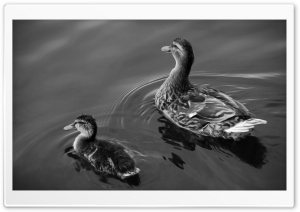 Ducks Ultra HD Wallpaper for 4K UHD Widescreen desktop, tablet & smartphone