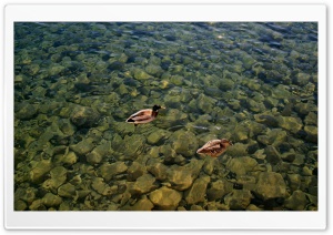 Ducks Swimming Ultra HD Wallpaper for 4K UHD Widescreen desktop, tablet & smartphone