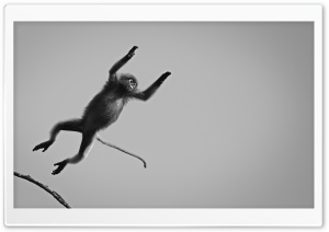 Dusky Langur Monkey Black and White Ultra HD Wallpaper for 4K UHD Widescreen desktop, tablet & smartphone