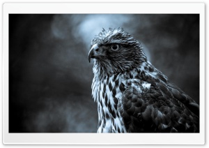 Eagle Perched Ultra HD Wallpaper for 4K UHD Widescreen desktop, tablet & smartphone