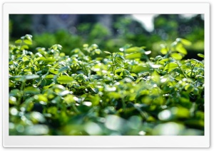 Early Morning at Garden Ultra HD Wallpaper for 4K UHD Widescreen desktop, tablet & smartphone