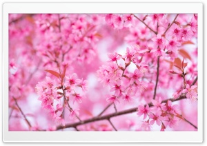 Easter 2022 Spring Blossom Ultra HD Wallpaper for 4K UHD Widescreen desktop, tablet & smartphone