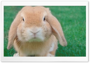 Easter Bunny Ultra HD Wallpaper for 4K UHD Widescreen desktop, tablet & smartphone