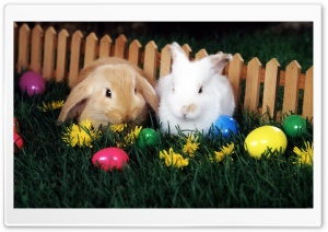 Easter Egg Hunt Ultra HD Wallpaper for 4K UHD Widescreen desktop, tablet & smartphone