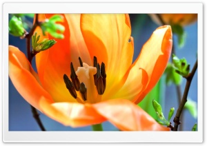 Easter Flower Background 2016 Ultra HD Wallpaper for 4K UHD Widescreen desktop, tablet & smartphone