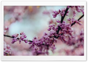 Eastern Redbud Blossoms Ultra HD Wallpaper for 4K UHD Widescreen desktop, tablet & smartphone