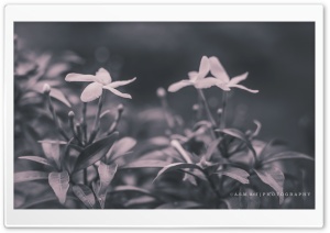 Ehite Flower Ultra HD Wallpaper for 4K UHD Widescreen desktop, tablet & smartphone