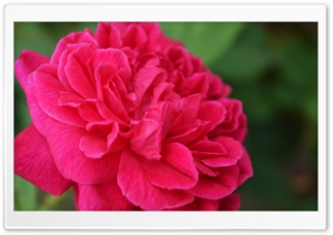 Elegant Red Rose Ultra HD Wallpaper for 4K UHD Widescreen desktop, tablet & smartphone