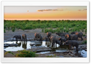 Elephants Ultra HD Wallpaper for 4K UHD Widescreen desktop, tablet & smartphone