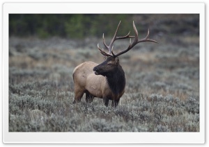 Elk, Grand Teton National Park, Wyoming Ultra HD Wallpaper for 4K UHD Widescreen desktop, tablet & smartphone