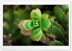 Enchanting Green Nature Ultra HD Wallpaper for 4K UHD Widescreen desktop, tablet & smartphone