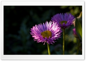 England Flowers Ultra HD Wallpaper for 4K UHD Widescreen desktop, tablet & smartphone