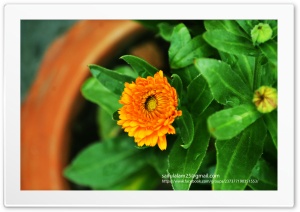 English Marigold Ultra HD Wallpaper for 4K UHD Widescreen desktop, tablet & smartphone