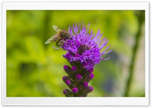 Enjoying Bee Ultra HD Wallpaper for 4K UHD Widescreen desktop, tablet & smartphone