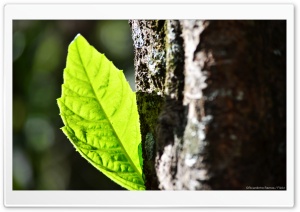Eriobothrya Japonica Leaf Ultra HD Wallpaper for 4K UHD Widescreen desktop, tablet & smartphone