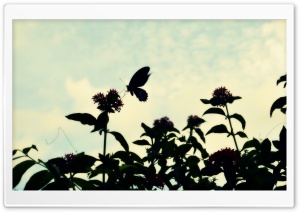 Evening Butterfly Ultra HD Wallpaper for 4K UHD Widescreen desktop, tablet & smartphone