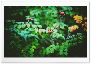 Evening Walks Ultra HD Wallpaper for 4K UHD Widescreen desktop, tablet & smartphone
