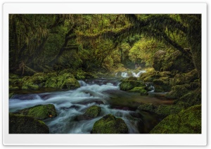 Explore Forest Ultra HD Wallpaper for 4K UHD Widescreen desktop, tablet & smartphone