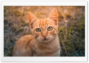 Eyes Of The Cat Ultra HD Wallpaper for 4K UHD Widescreen desktop, tablet & smartphone