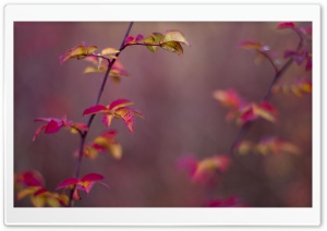 Fading Colors Ultra HD Wallpaper for 4K UHD Widescreen desktop, tablet & smartphone