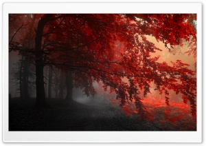 Fairy Forest Ultra HD Wallpaper for 4K UHD Widescreen desktop, tablet & smartphone