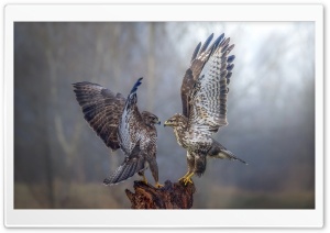 Falcons Birds Ultra HD Wallpaper for 4K UHD Widescreen desktop, tablet & smartphone