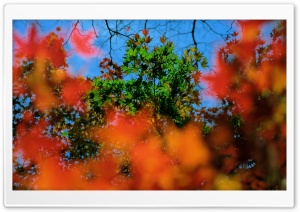 Fall Colors Ultra HD Wallpaper for 4K UHD Widescreen desktop, tablet & smartphone