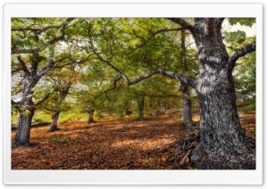 Fall Forest Ultra HD Wallpaper for 4K UHD Widescreen desktop, tablet & smartphone