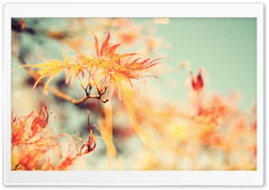 Fall Is But A Dream Ultra HD Wallpaper for 4K UHD Widescreen desktop, tablet & smartphone