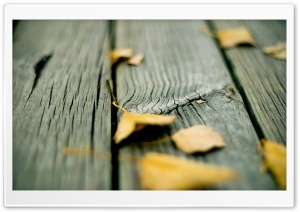 Fall Leaves Ultra HD Wallpaper for 4K UHD Widescreen desktop, tablet & smartphone