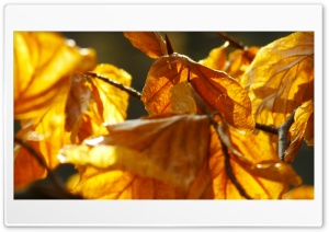 Fall leaves Ultra HD Wallpaper for 4K UHD Widescreen desktop, tablet & smartphone