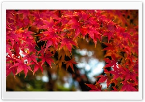 Fall Maples Ultra HD Wallpaper for 4K UHD Widescreen desktop, tablet & smartphone