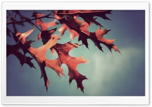 Fall Oak Leaves Ultra HD Wallpaper for 4K UHD Widescreen desktop, tablet & smartphone