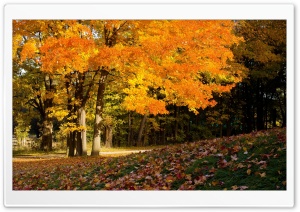 Fall Scene Ultra HD Wallpaper for 4K UHD Widescreen desktop, tablet & smartphone