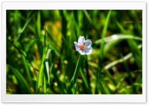 Fallen Blossom Ultra HD Wallpaper for 4K UHD Widescreen desktop, tablet & smartphone