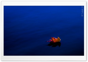 Fallen Leaf Ultra HD Wallpaper for 4K UHD Widescreen desktop, tablet & smartphone