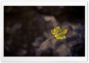 Fallen Leaf Water Ultra HD Wallpaper for 4K UHD Widescreen desktop, tablet & smartphone
