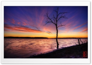 Familiar Tree Ultra HD Wallpaper for 4K UHD Widescreen desktop, tablet & smartphone