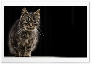 Farm Cat Ultra HD Wallpaper for 4K UHD Widescreen desktop, tablet & smartphone