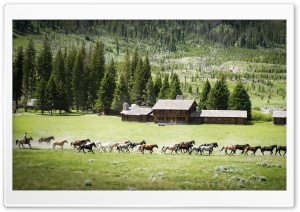 Farm Horses Ultra HD Wallpaper for 4K UHD Widescreen desktop, tablet & smartphone