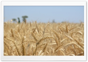 Farms in Summer Ultra HD Wallpaper for 4K UHD Widescreen desktop, tablet & smartphone