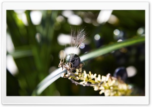 Feather Berry Ultra HD Wallpaper for 4K UHD Widescreen desktop, tablet & smartphone