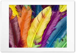 feathery heaven Ultra HD Wallpaper for 4K UHD Widescreen desktop, tablet & smartphone